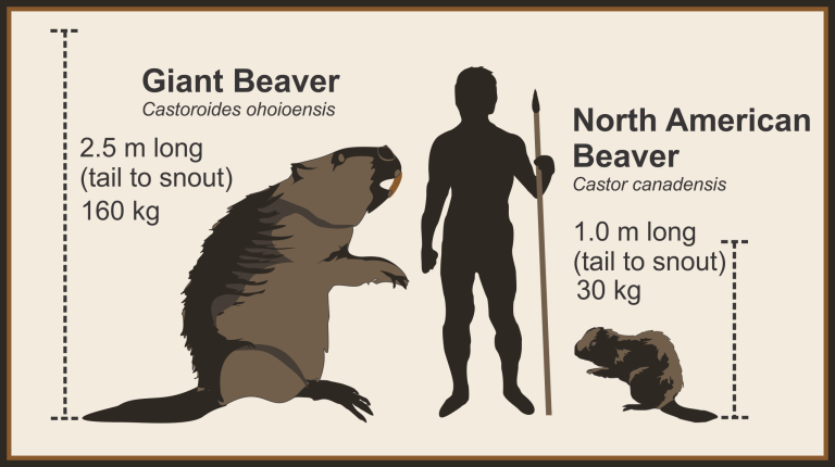 Figure 1: Beaver scale comparison (by Todd Kristensen).