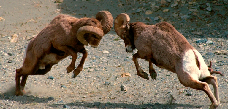 Rams butt heads in Jasper National Park (courtesy of Alberta Culture and Tourism). Horn size influences mate selection: if hunting patterns alter horn size in sheep populations, humans may be influencing larger patterns of mate selection and evolution. 